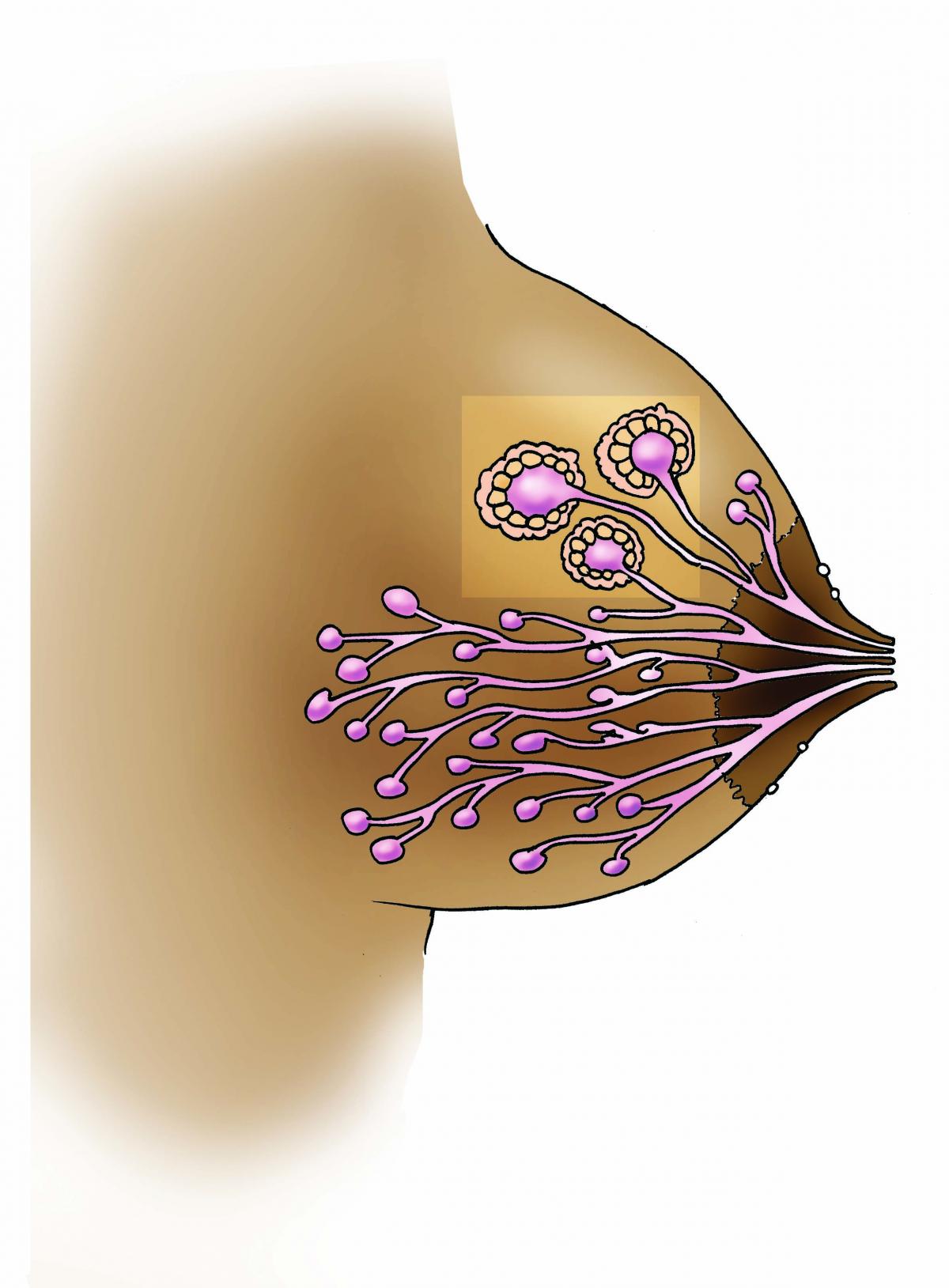 Breastfeeding - Breast Anatomy - 00 - Non-country specific