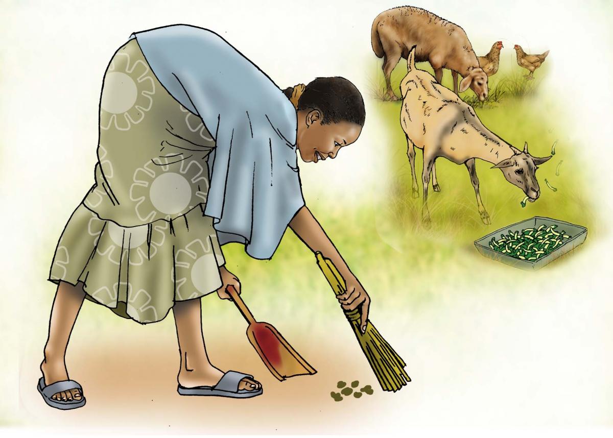 Sanitation - Cleaning up animal feces - 02A - Sierra Leone
