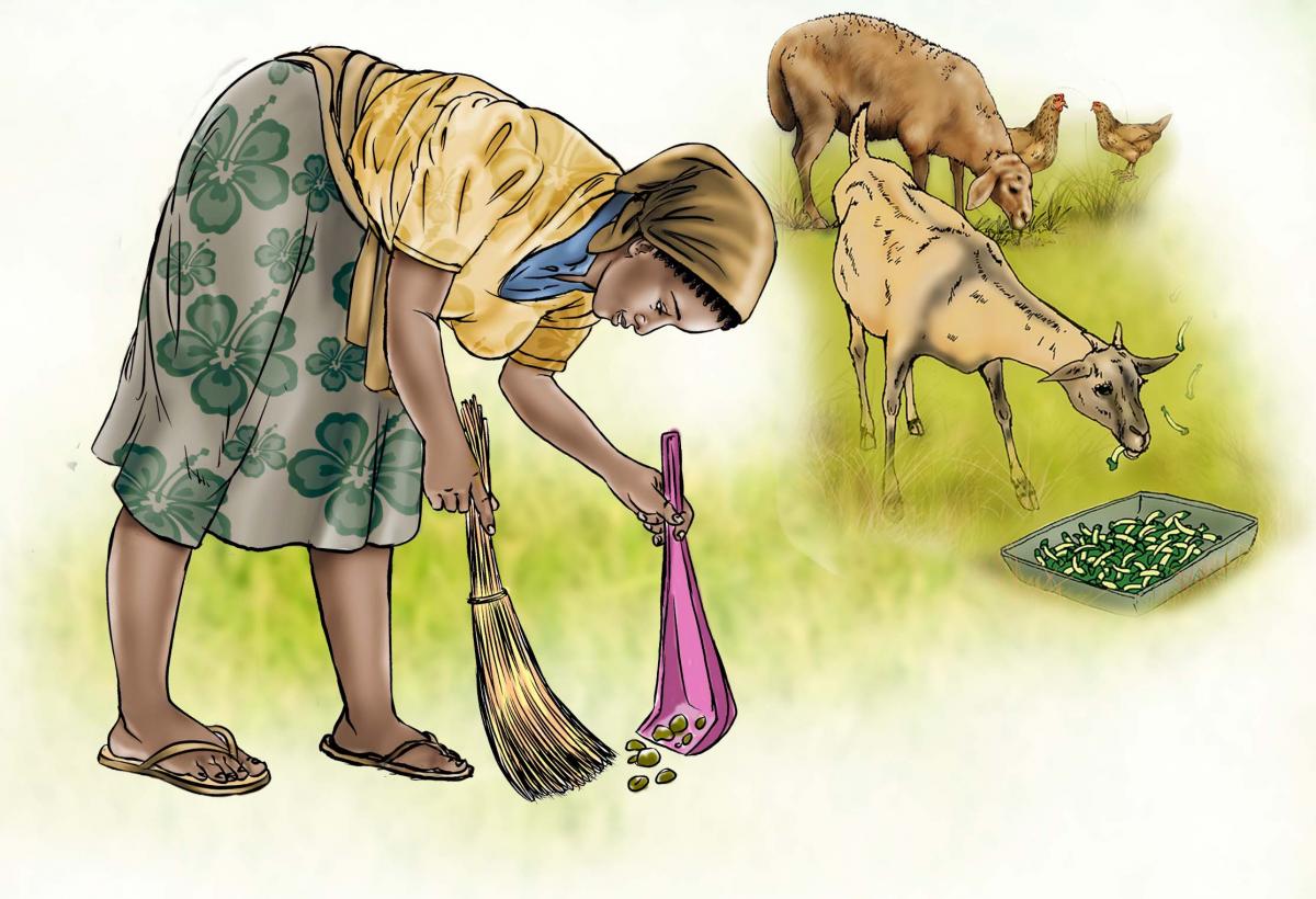 Sanitation - Cleaning up animal feces - 02B - Sierra Leone