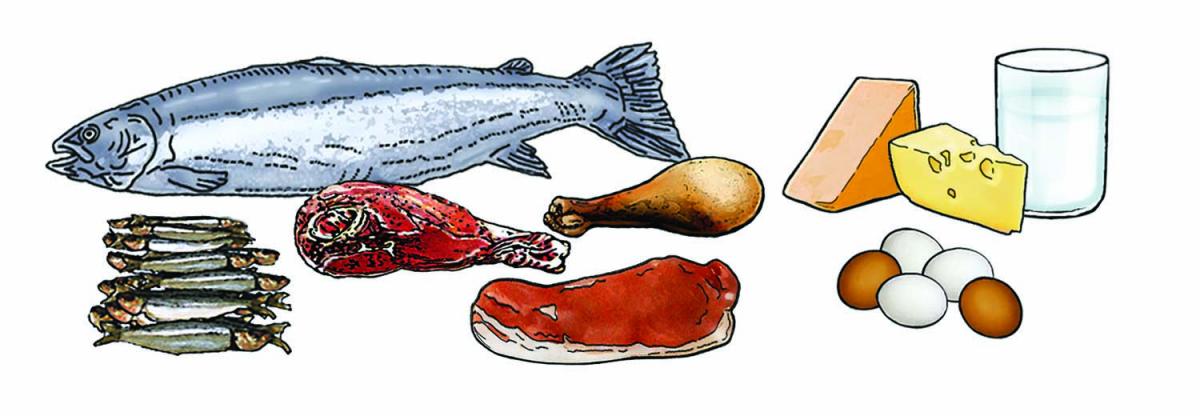 Food - Animal-source foods - 00B - Non-country specific | IYCF Image Bank