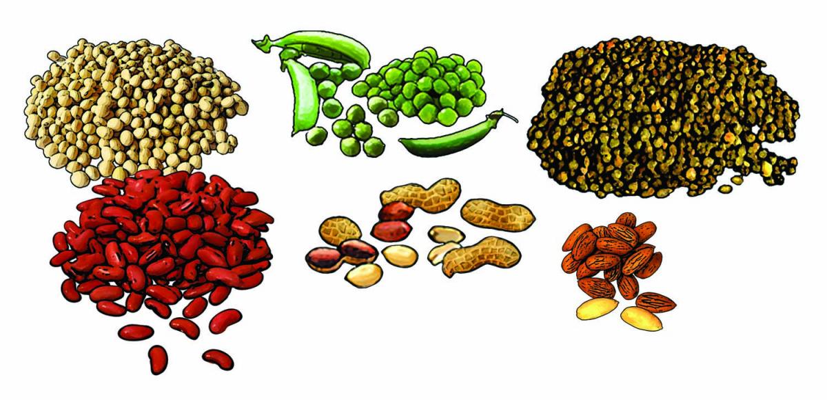 Food - Beans - 00J - Non-country specific