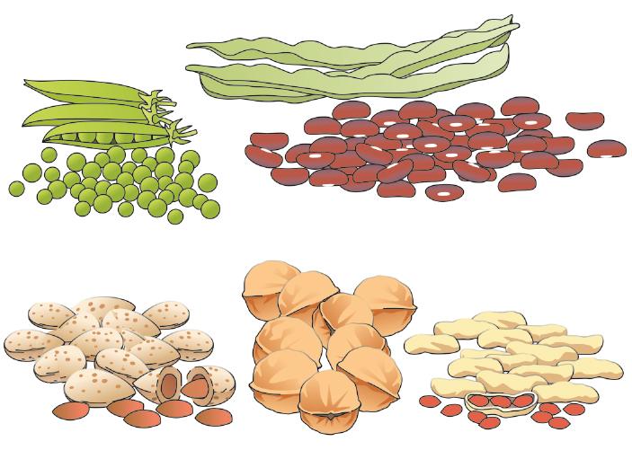 Food - Beans and Nuts - 00J - Kyrgyz Republic Food - Beans and Nuts - 00J - Kyrgyz Republic