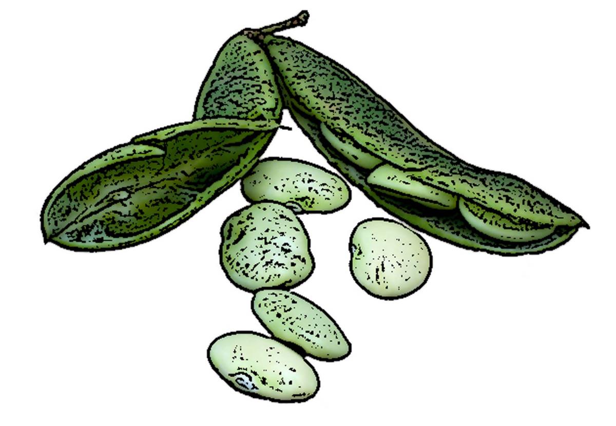 Food - Soy Bean - 00D - Non-country specific