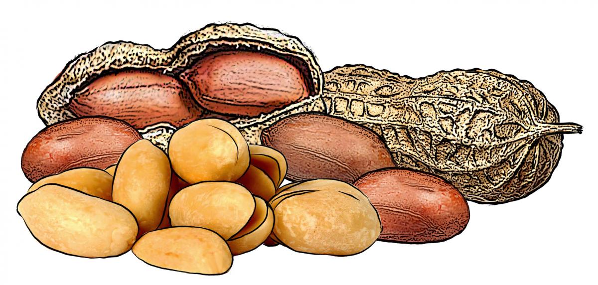 Food - Peanuts - 00F - Non-country specific