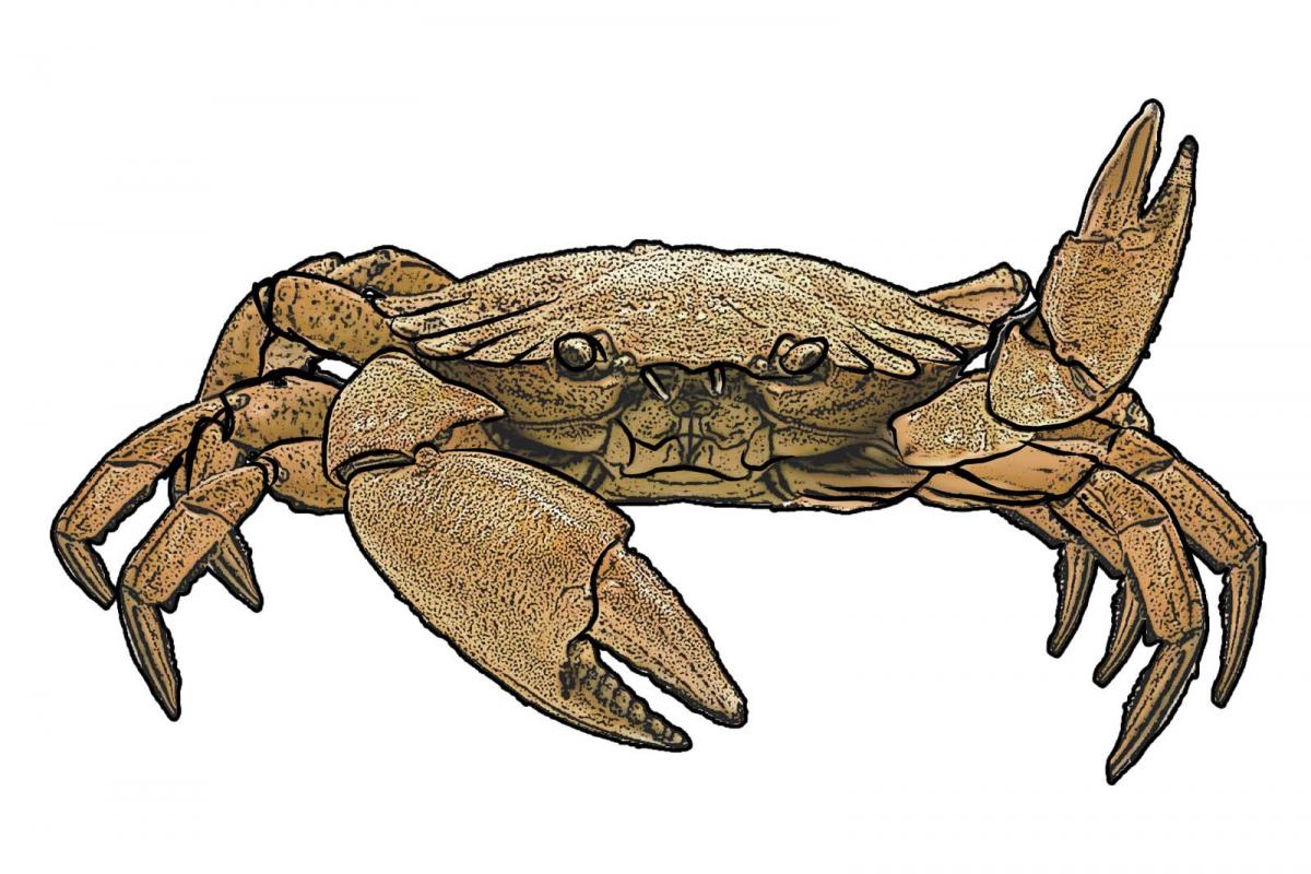 Food - Crab - 00 - Non-country specific