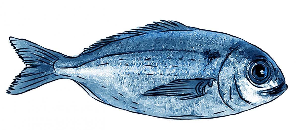 Food - Fish - 00E - Non-country specific