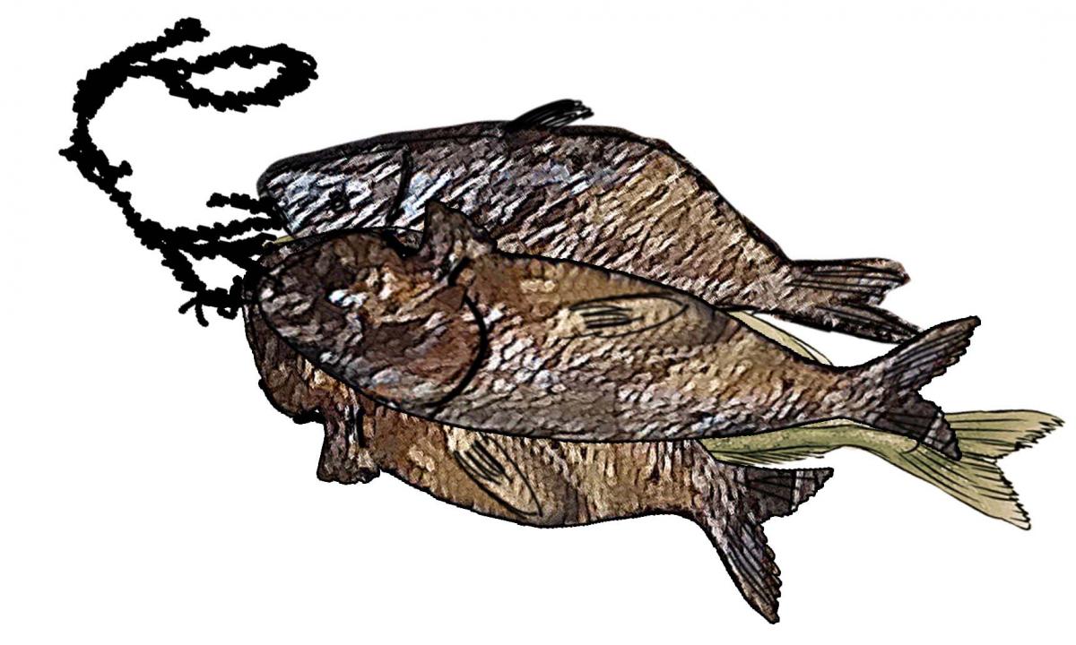 Food - Fish - 00J - Non-country specific