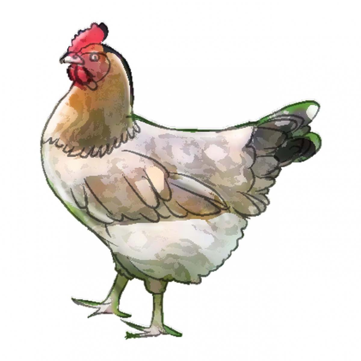 Animals - Chicken - 00L - Non-country specific