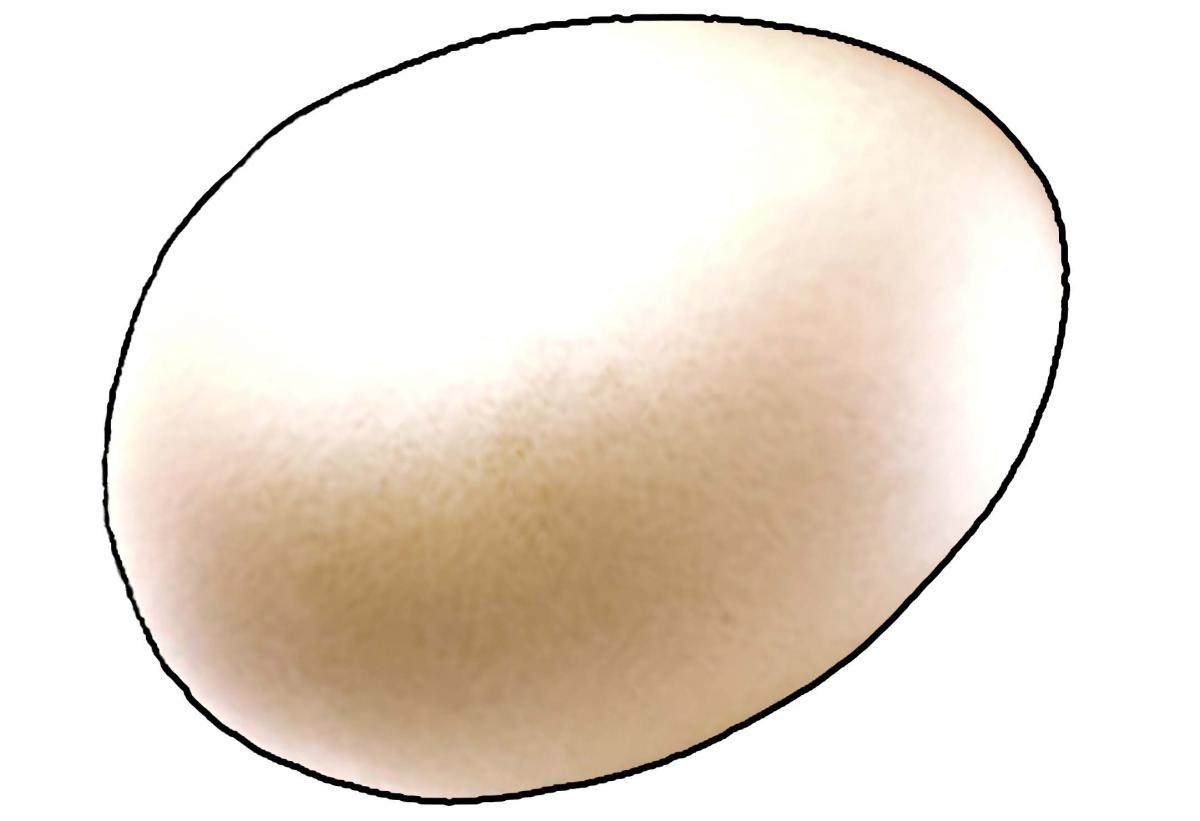 Food - Egg - 00B - Non-country specific