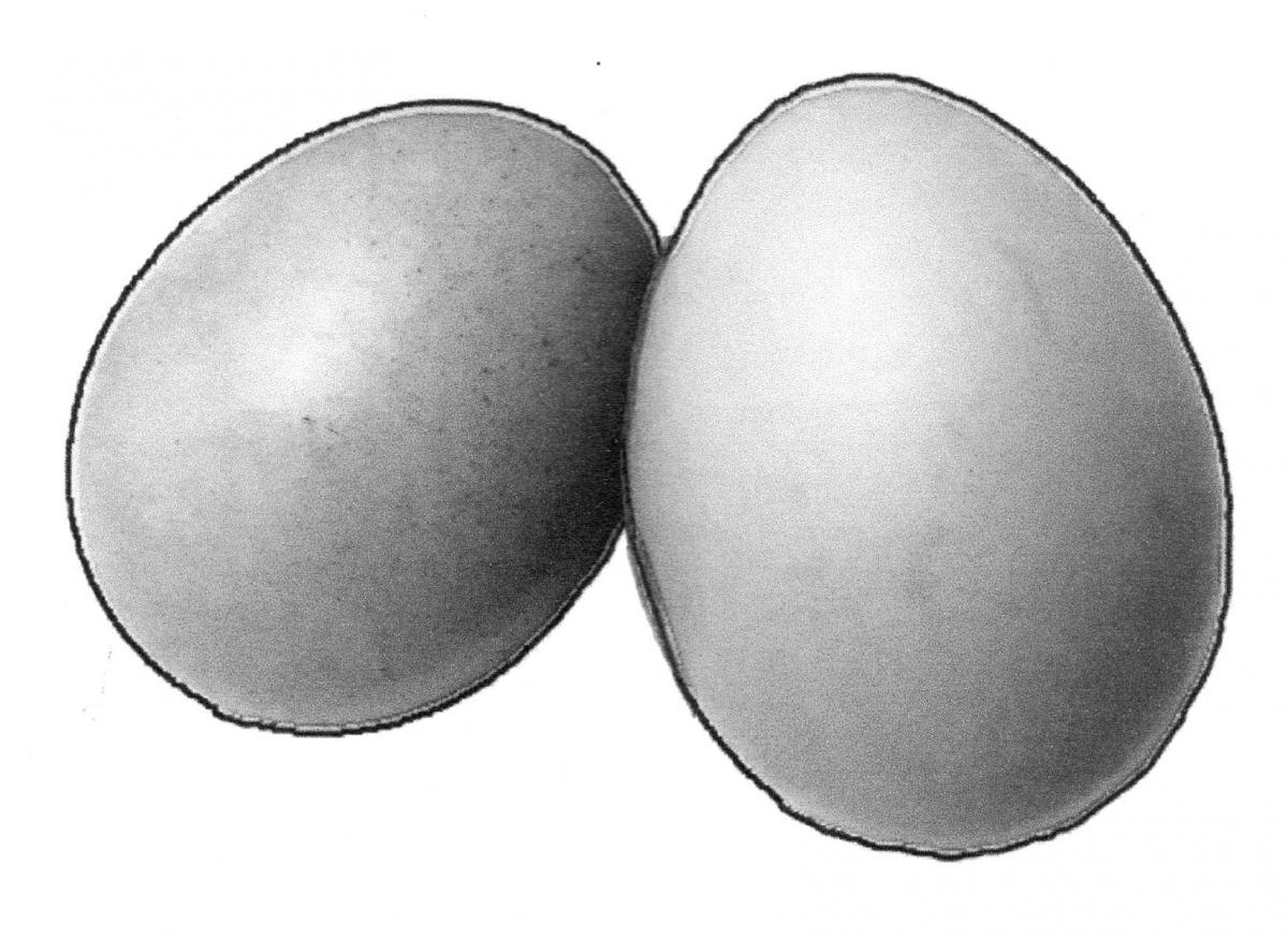 Food - Eggs - 00C - Non-country specific