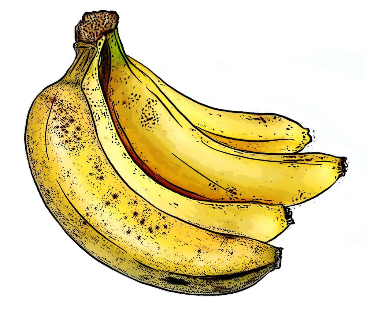 Food - Bunch of bananas - 00B - Non-country specific