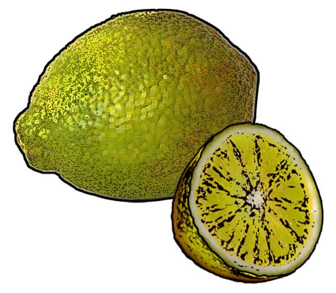 Food - Lemon/Lime - 00D - Non-country specific