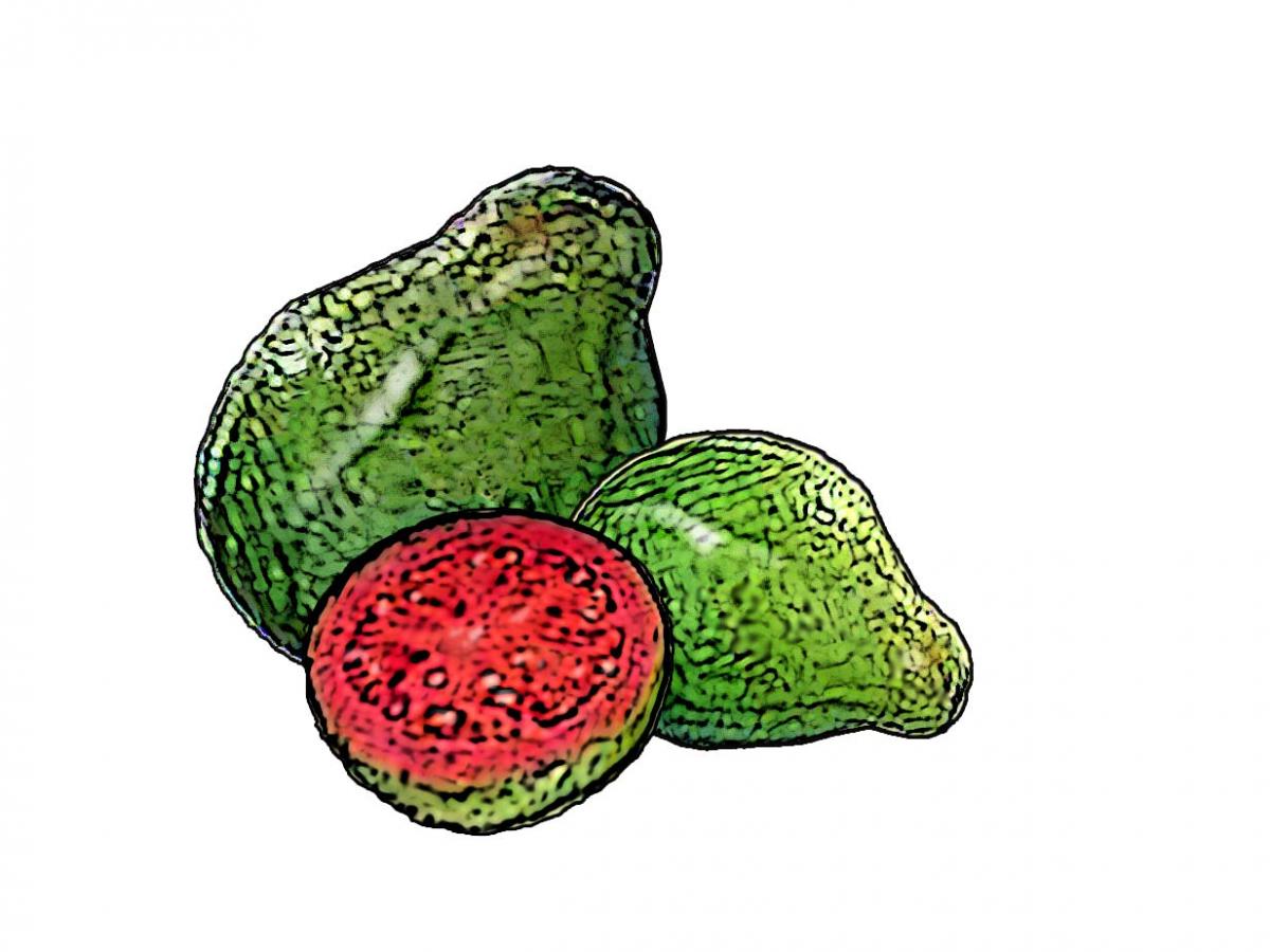 Food - Guava - 00E - Non-country specific