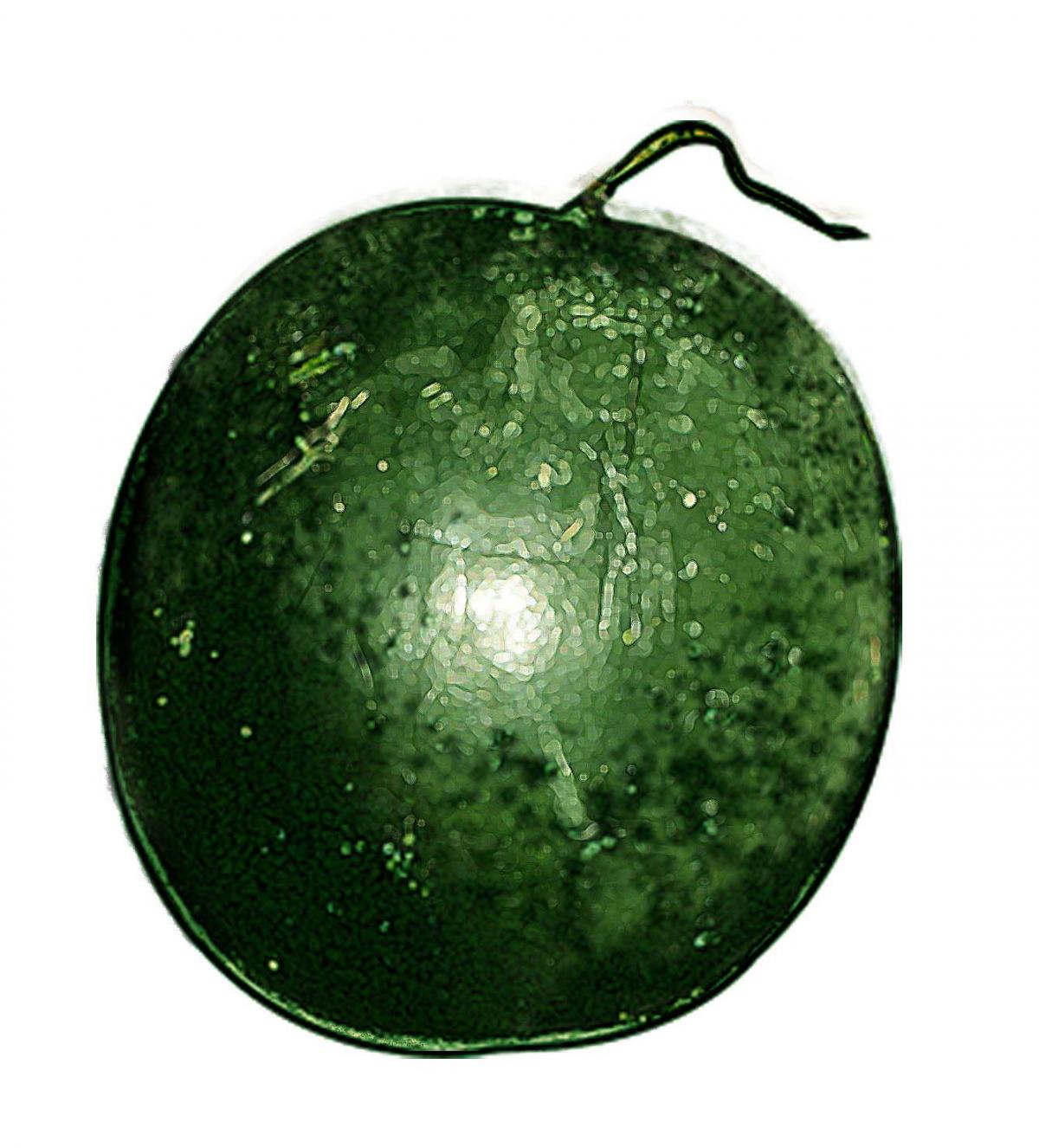 Food - Melon - 00I - Non-country specific