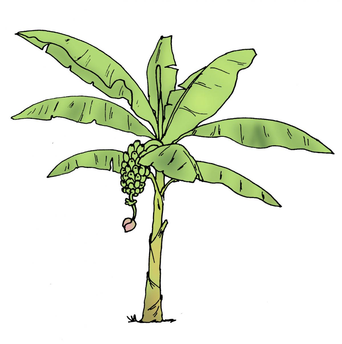 Food - Banana tree - 01 - Rwanda