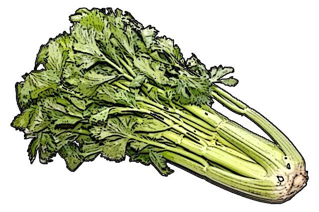 Food - Celery - 00A - Non-country specific