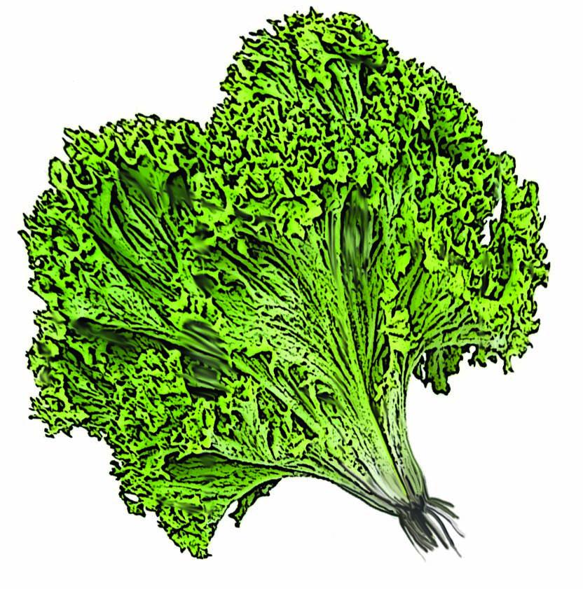 Food - Lettuce - 00D - Non-country specific