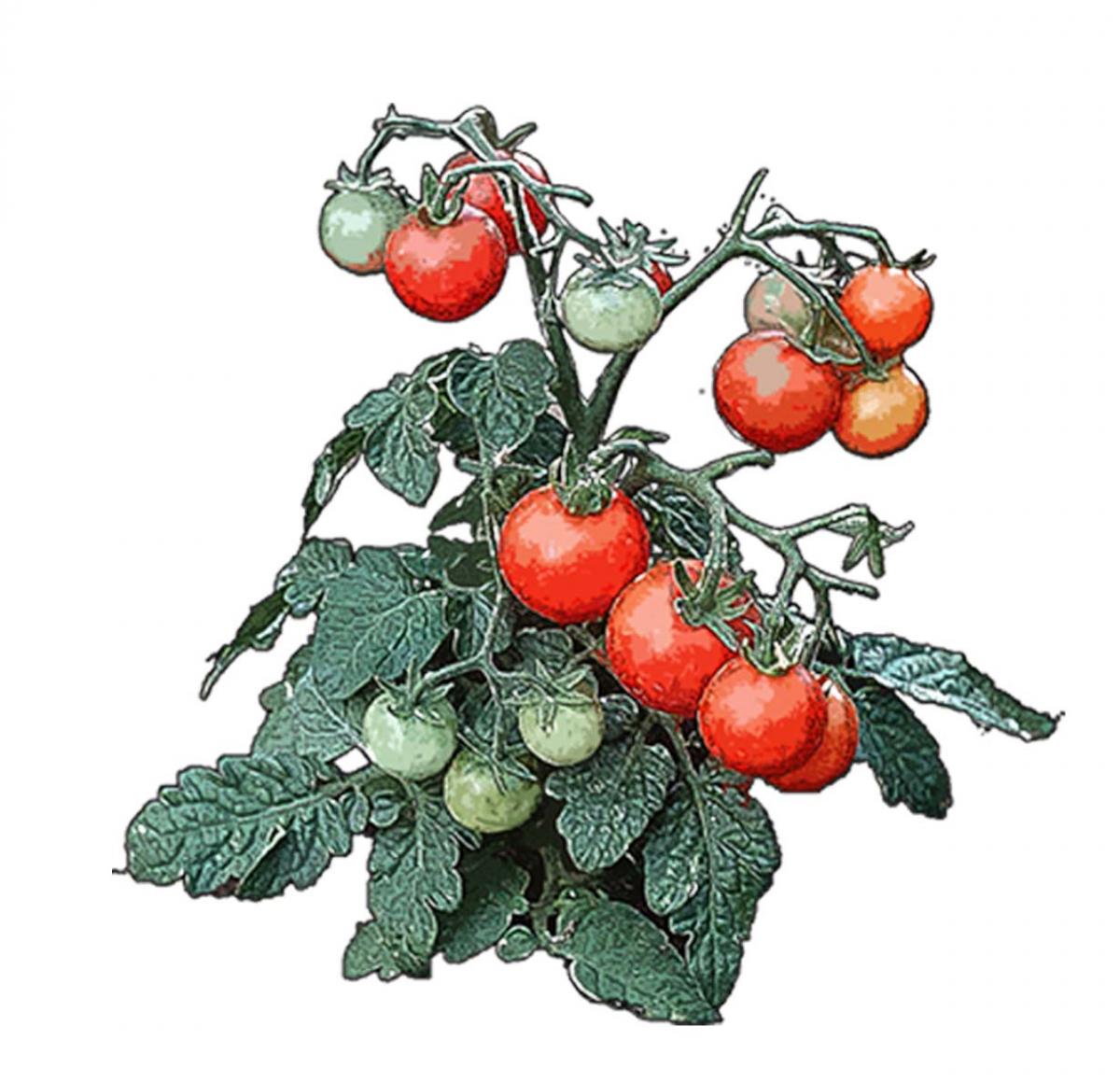 Food - Tomato Vine - 00I - Non-country specific