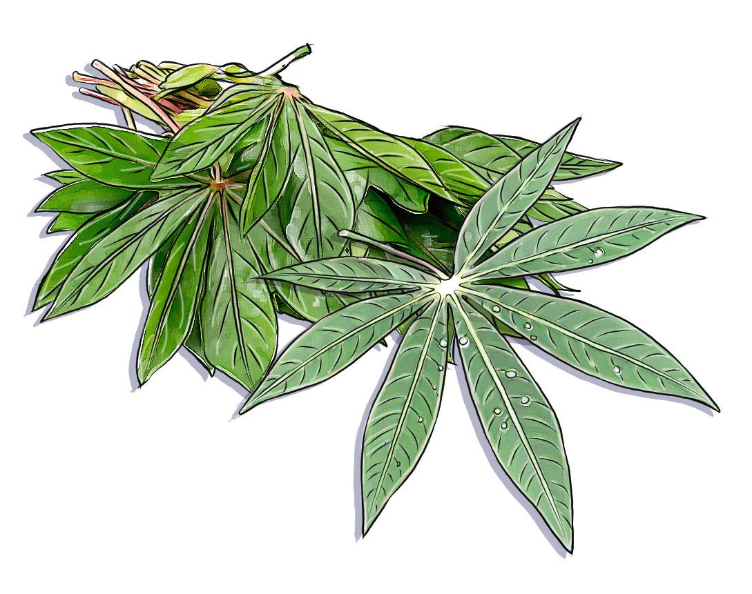 Food - Cassava Leaves - 01A - Rwanda