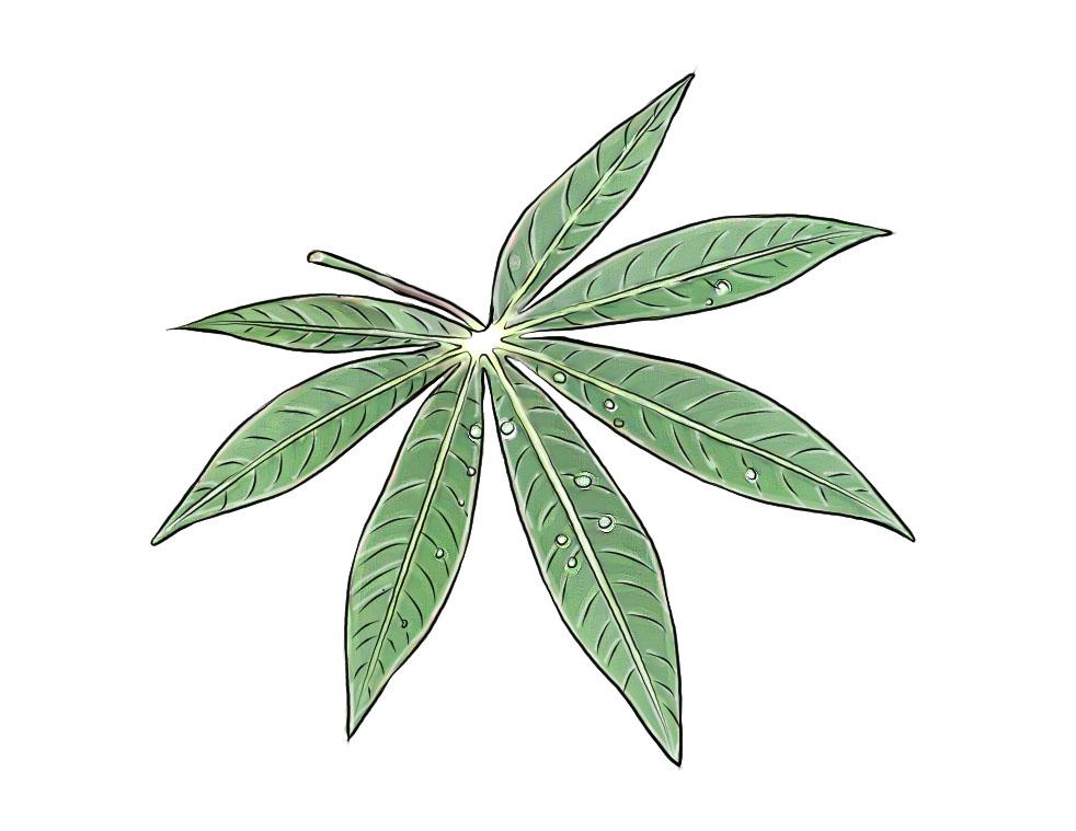 Food - Cassava Leaves - 01B - Rwanda