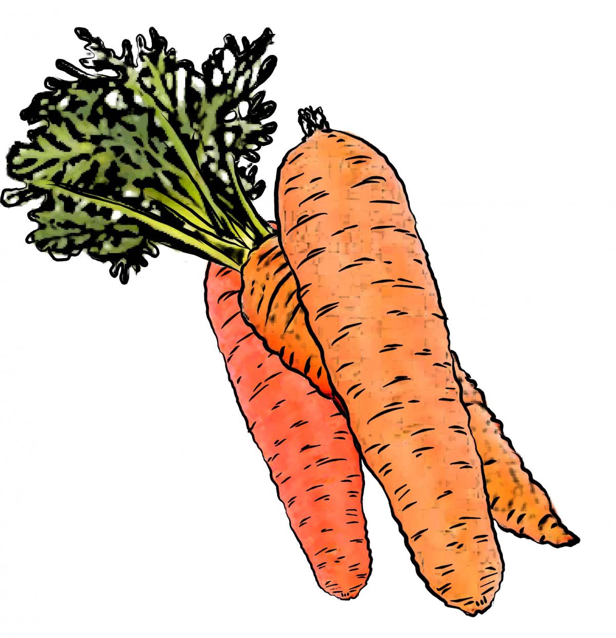 Food - Bunch of carrots - 00C - Non-country specific