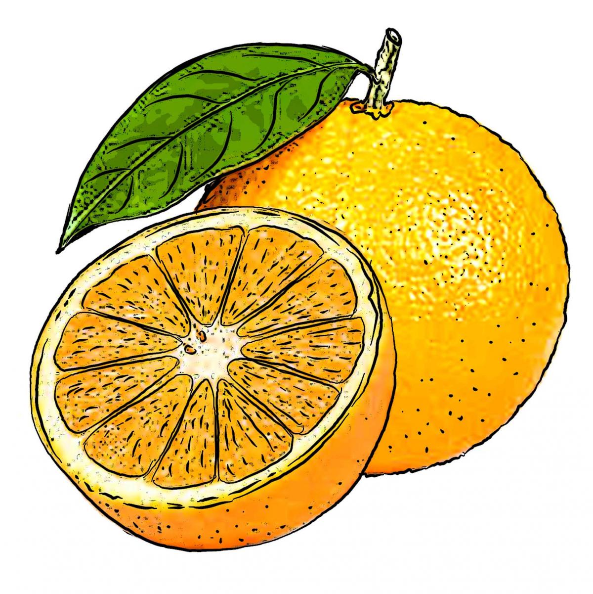 Food - Oranges - 00E - Non-country specific