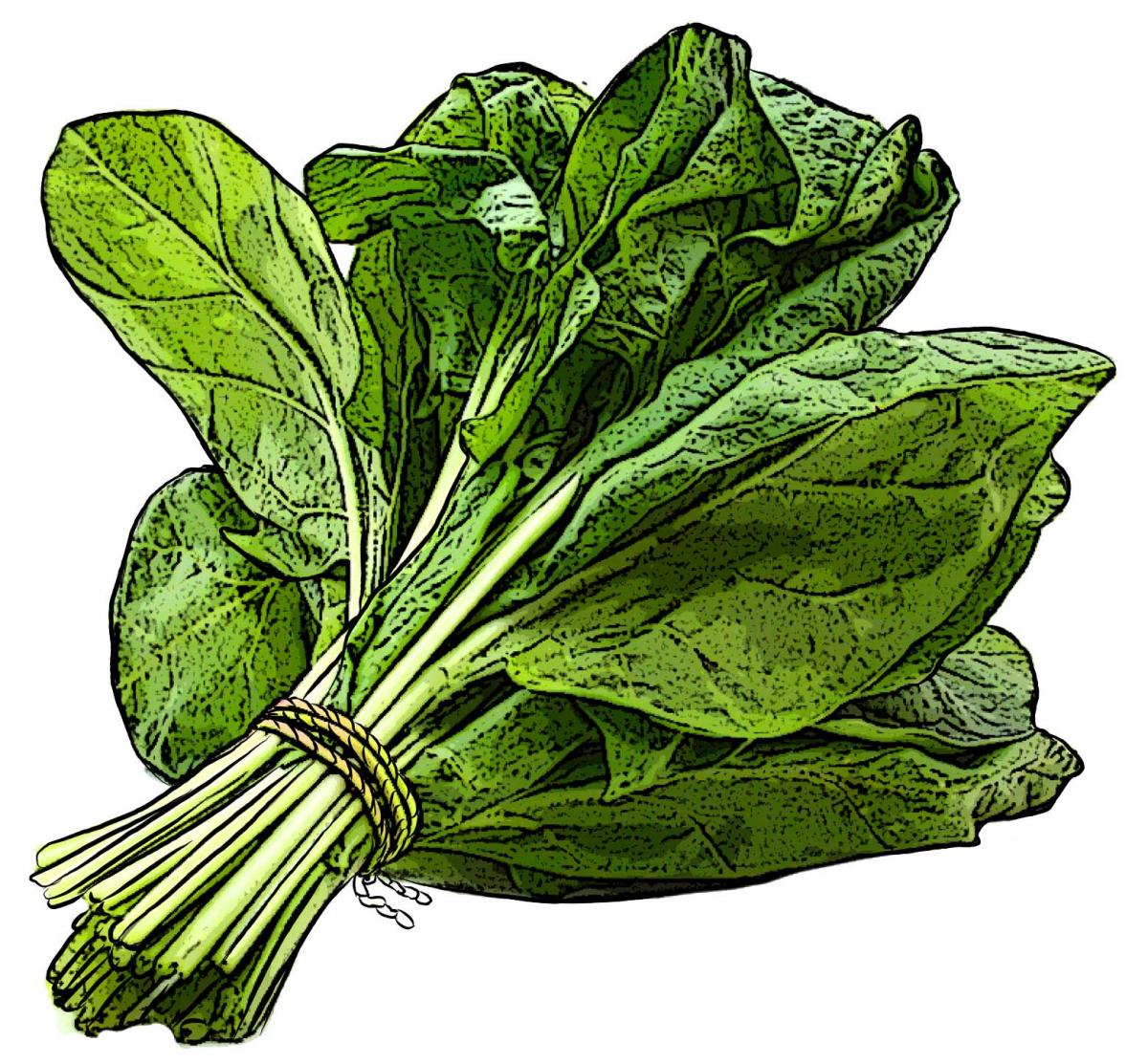 Food - Spinach - 00I - Non-country specific