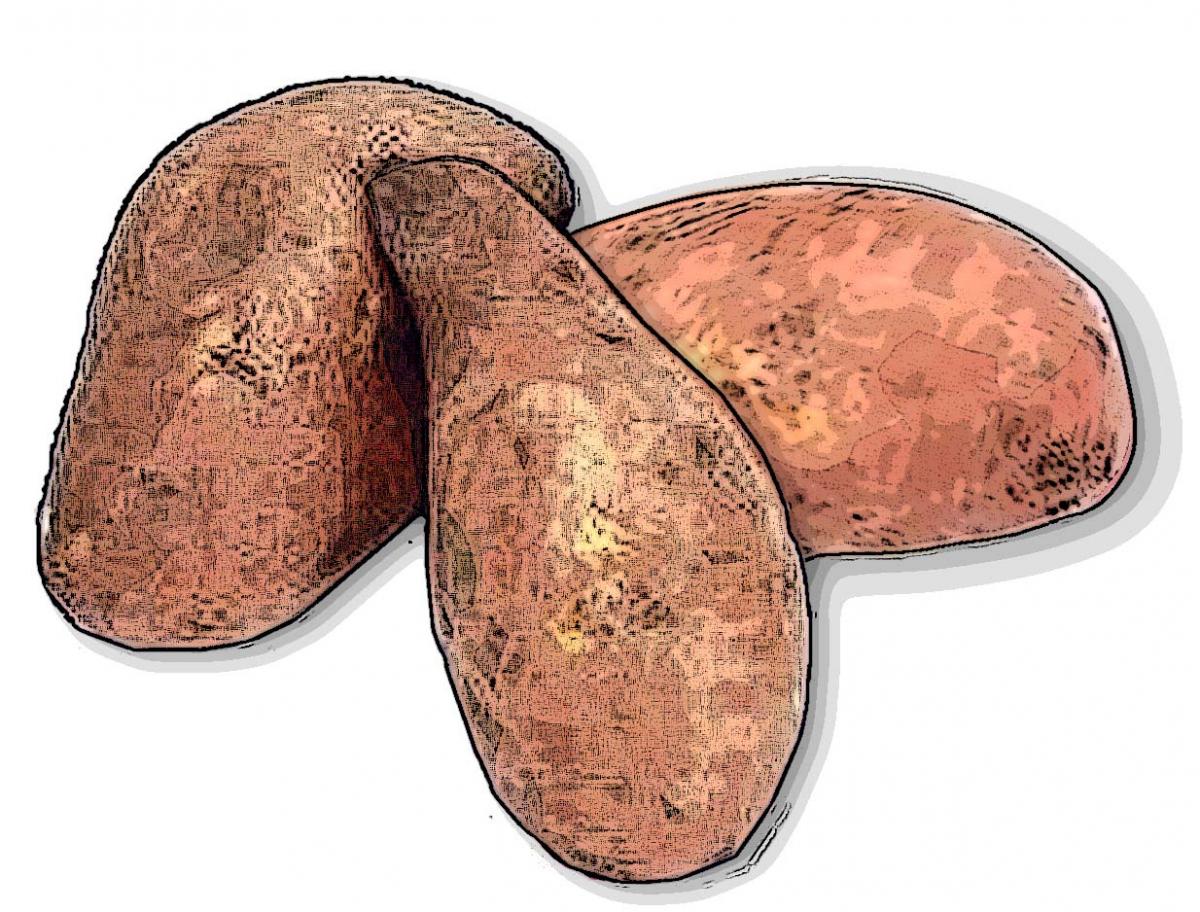 Food - Sweet Potato - 00K - Non-country specific