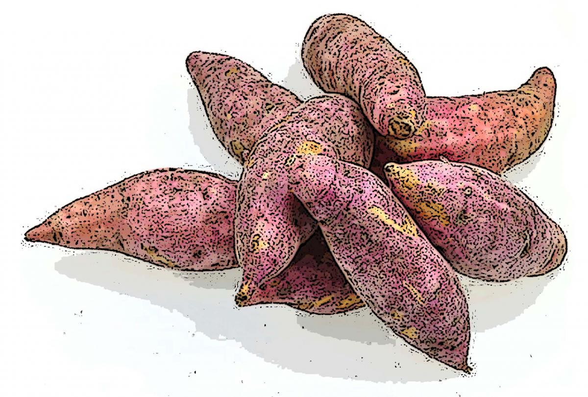 Food - Sweet Potato - 00N - Non-country specific