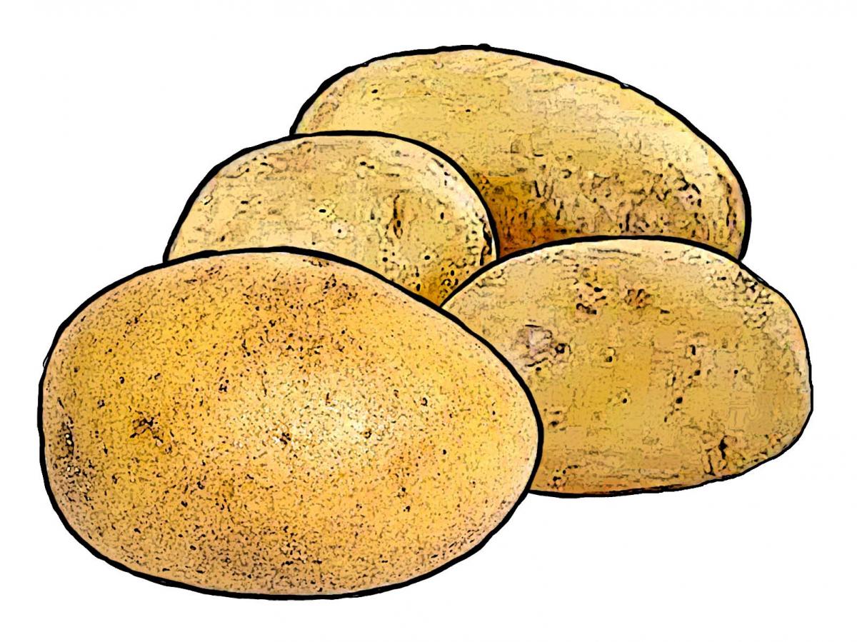 Food - Potatoes - 00C - Non-country specific