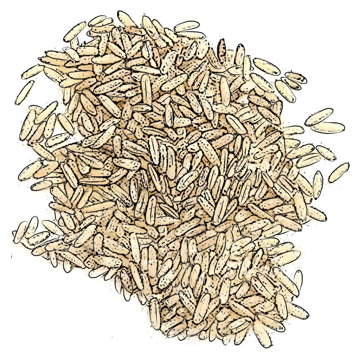 Food - Rice - 00J - Non-country specific