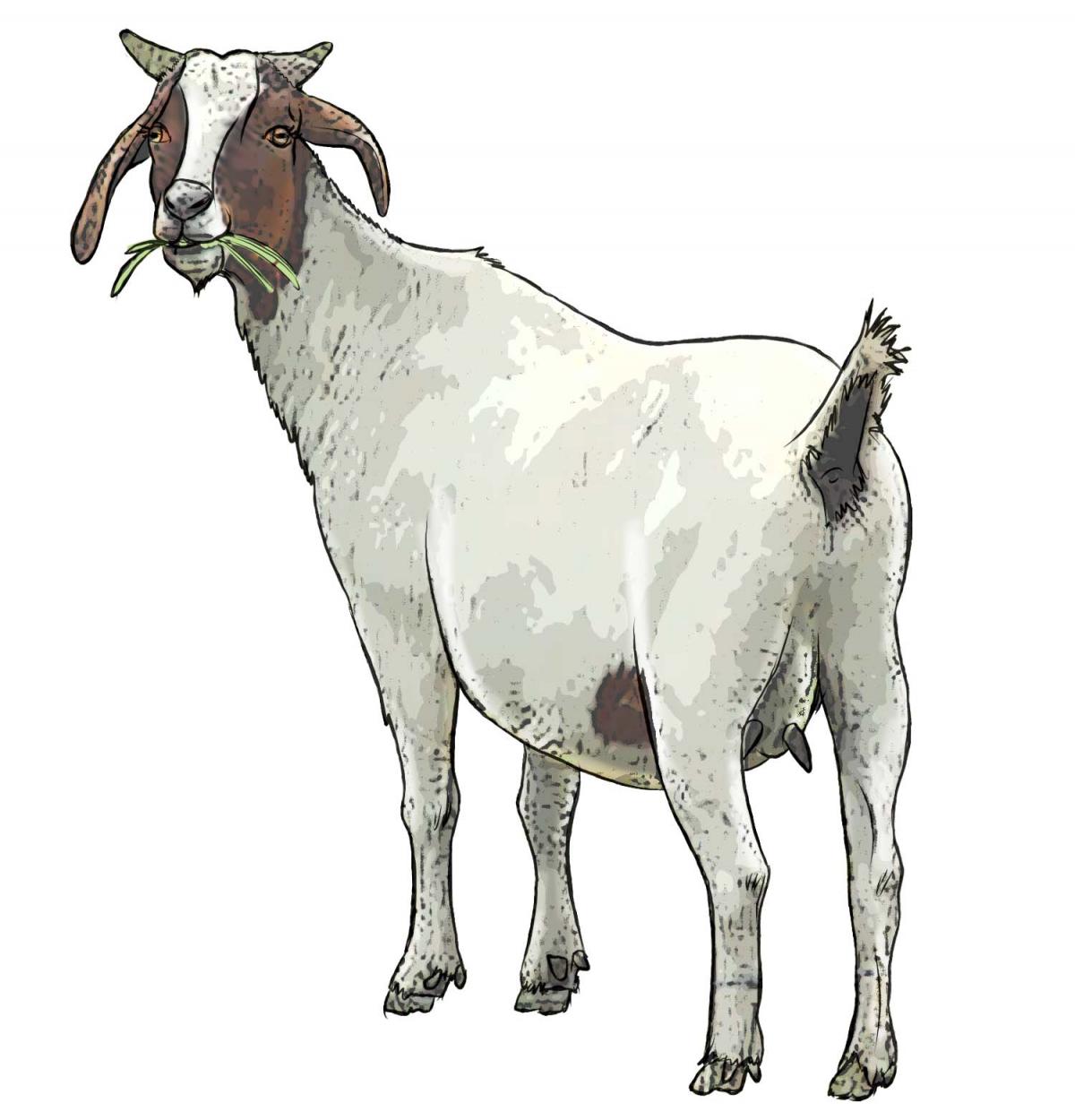 Animals - Goat - 05 - Non-country specific