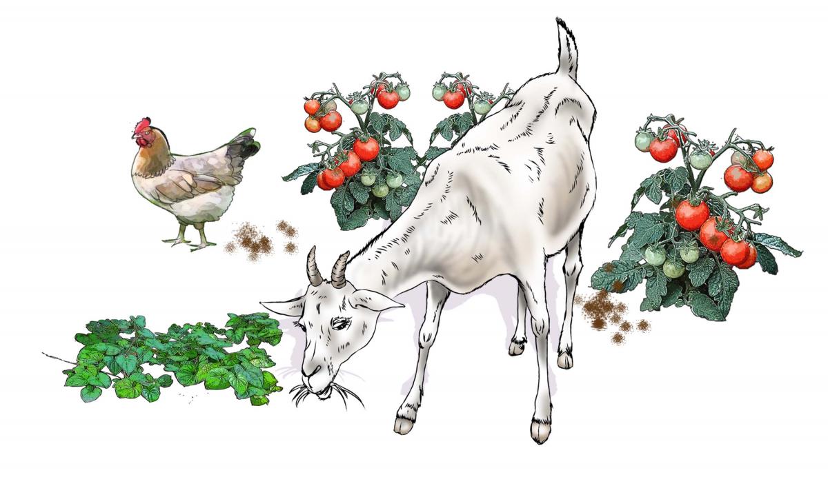 Animals - Animals in the garden - 01 - Nigeria