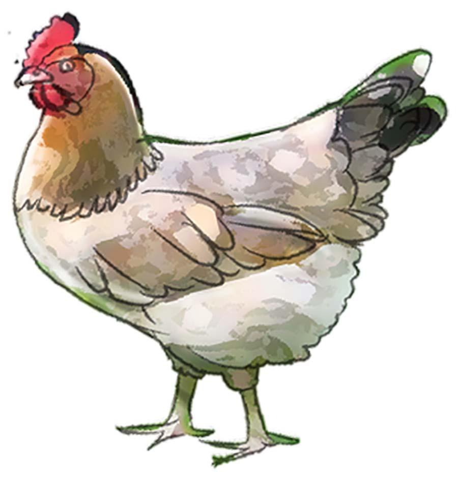 Animals - Chicken - 02 - Nigeria