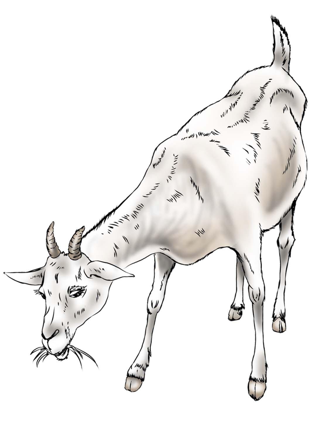 Animals - Goat - 03 - Nigeria