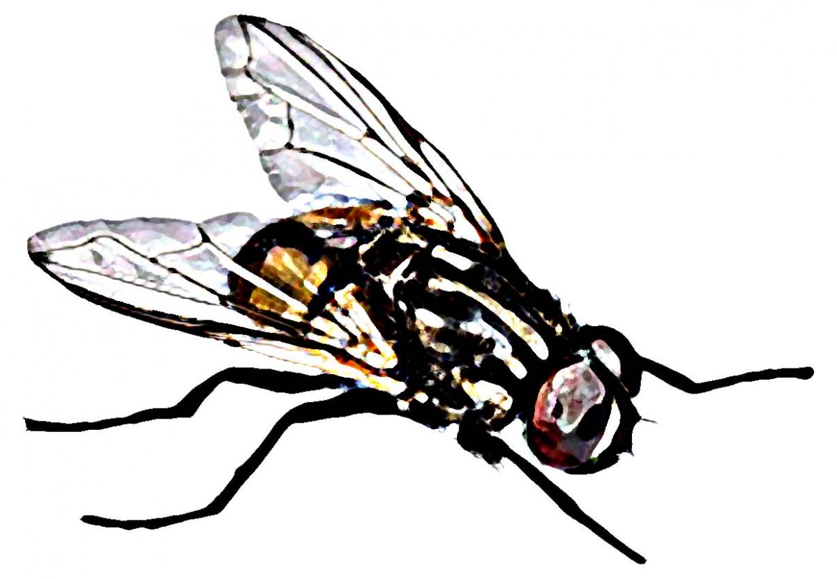 Animals - Fly - 04 - Nigeria