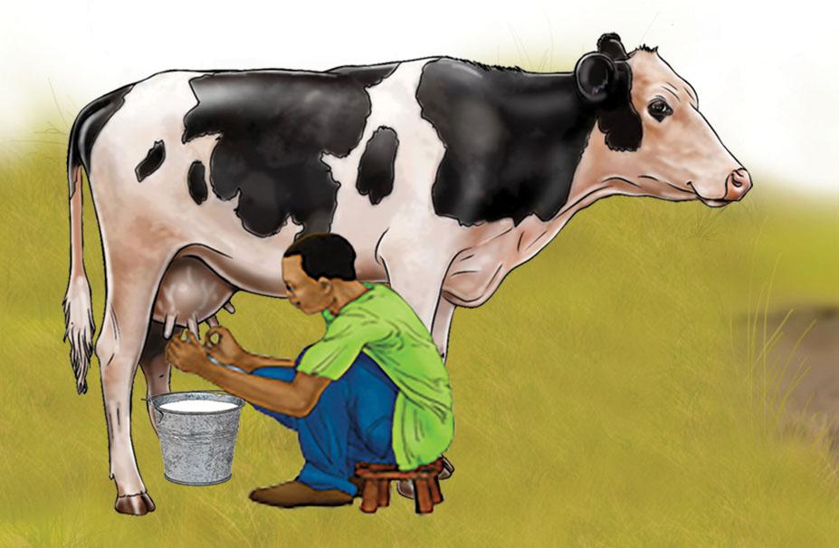 Animals - Milking cow - 01 - Rwanda
