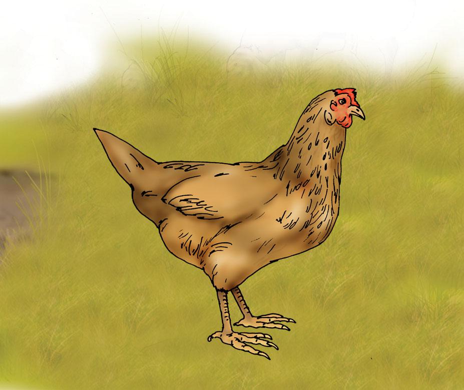 Animals - Hen - 02A - Rwanda