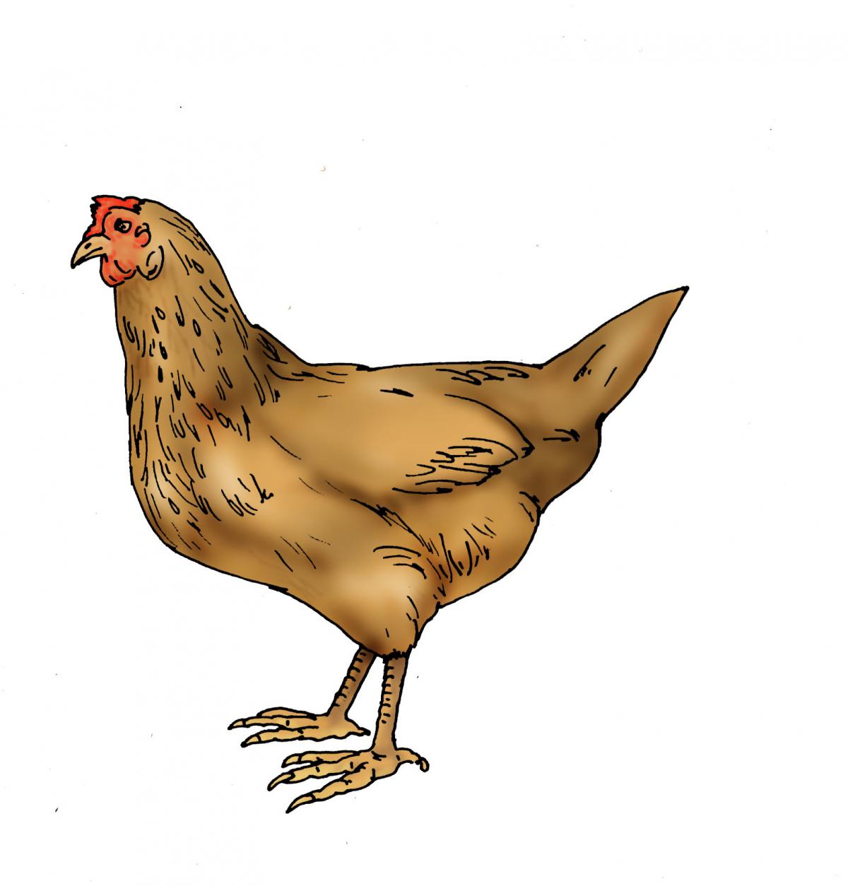 Animals - Hen - 02B - Rwanda
