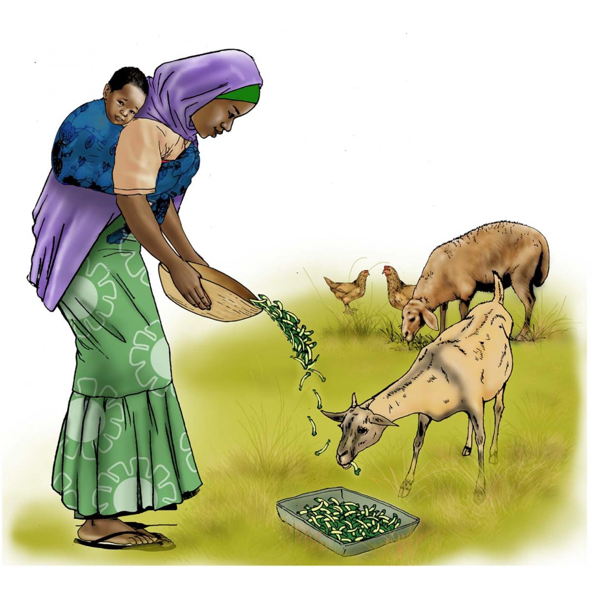 Animals - Feeding animals - 00A - Niger