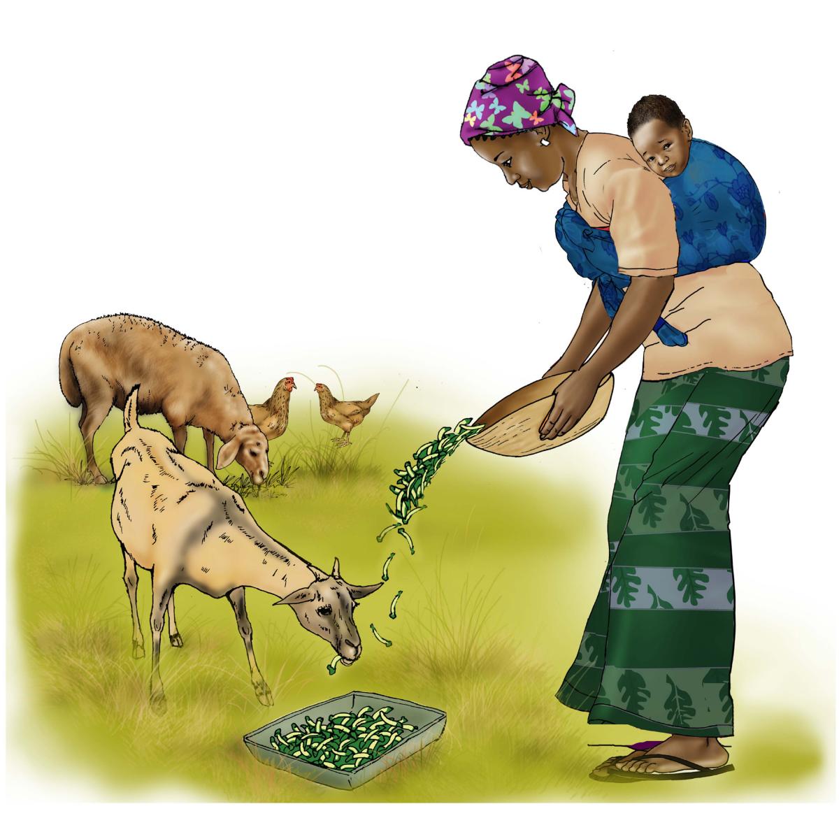 Animals - Feeding animals - 00B - Niger
