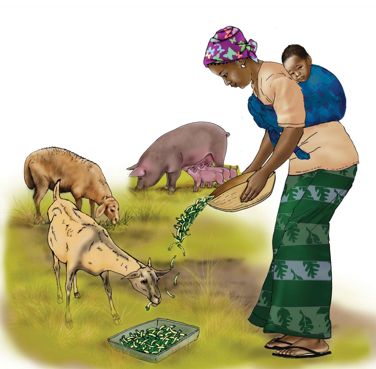Animals - Feeding animals - 01 - Rwanda